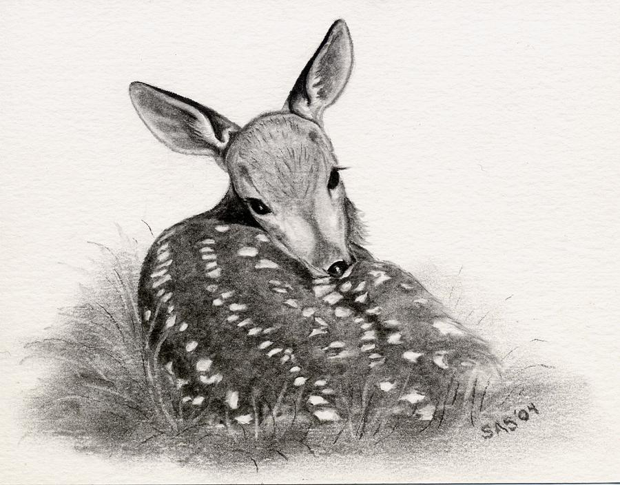 900x704 Shy Boy Drawing - Baby Deer Drawing