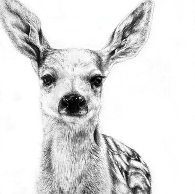 Baby Deer Drawing at PaintingValley.com | Explore collection of Baby ...