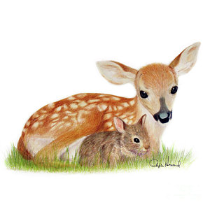 300x296 Baby Deer Drawings Fine Art America - Baby Deer Drawing