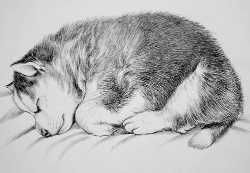 500x347 Drawing Husky Baby Uploaded - Baby Dog Drawing