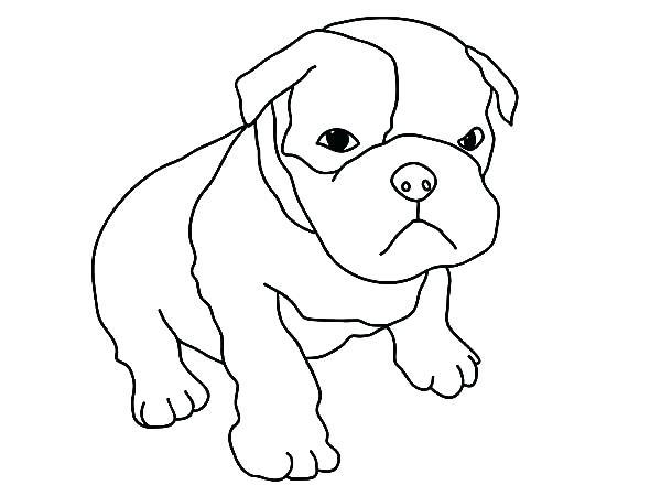600x450 baby dogs coloring pages cute boxer puppies dog colouring - Baby Dog Drawing