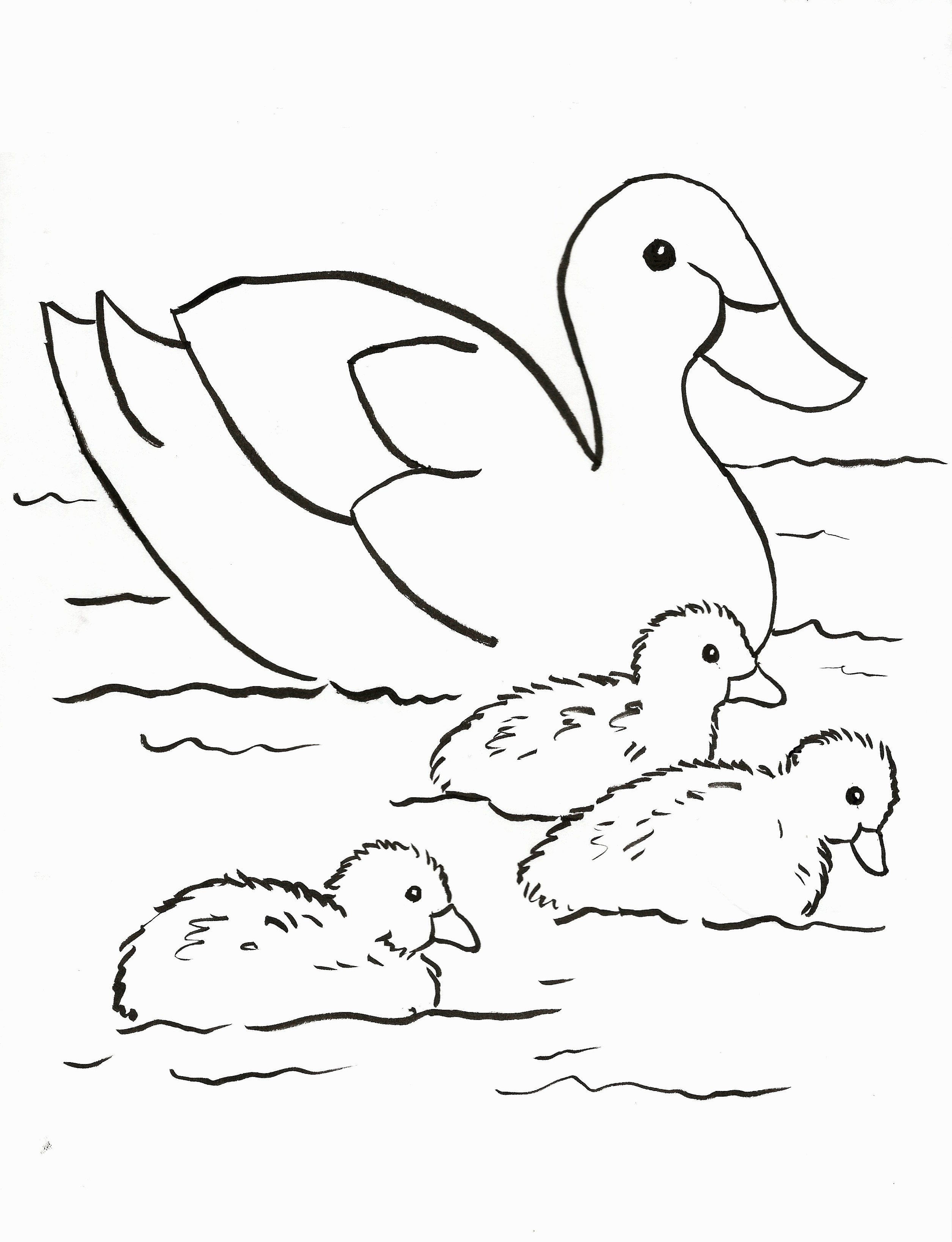 2509x3273 Fresh Coloring Pages Baby Ducks Cute Duck - Baby Duck Drawing