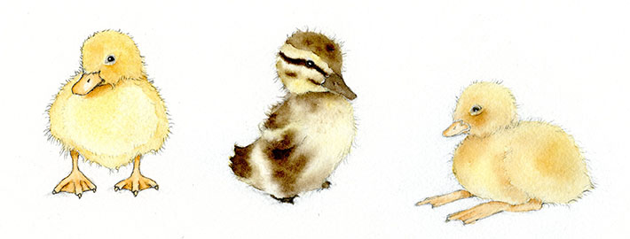 710x270 adorable art learn how to draw and paint a duckling - Baby Duck Drawing