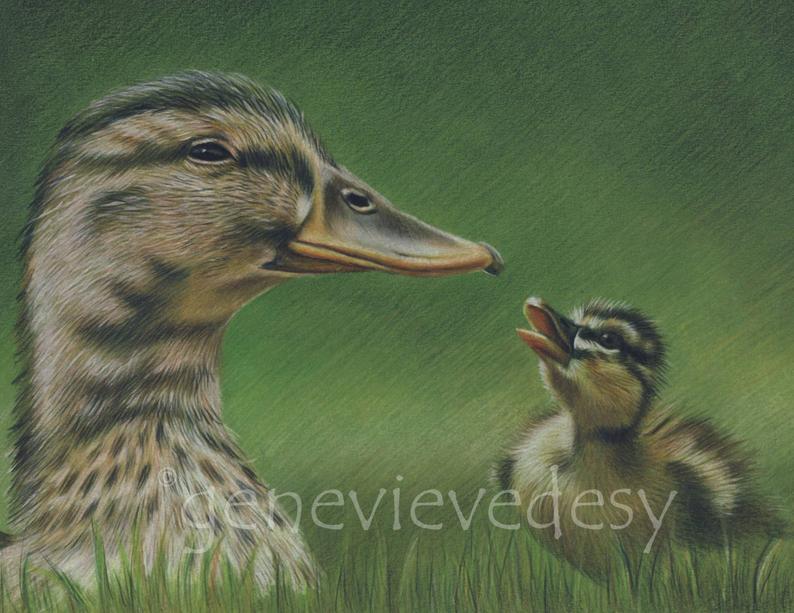 794x613 Original Drawing Of Ducks Mother And Baby Duck Drawing Etsy - Baby Duck Drawing