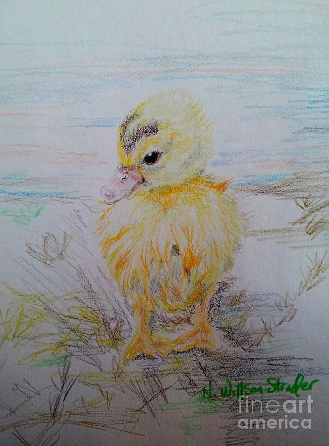 664x900 Baby Duck Drawing - Baby Duck Drawing