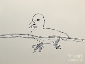 300x225 Baby Duck Drawings Fine Art America - Baby Duck Drawing