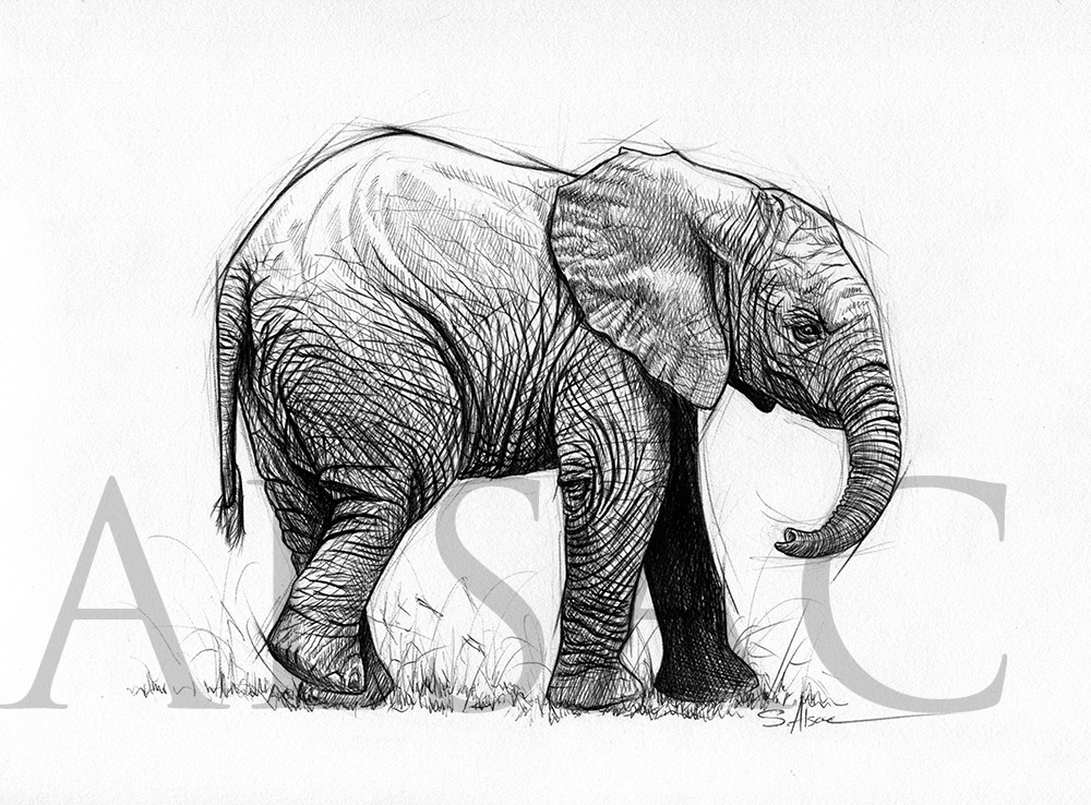 1000x738 Baby Elephant - Baby Elephant Drawing