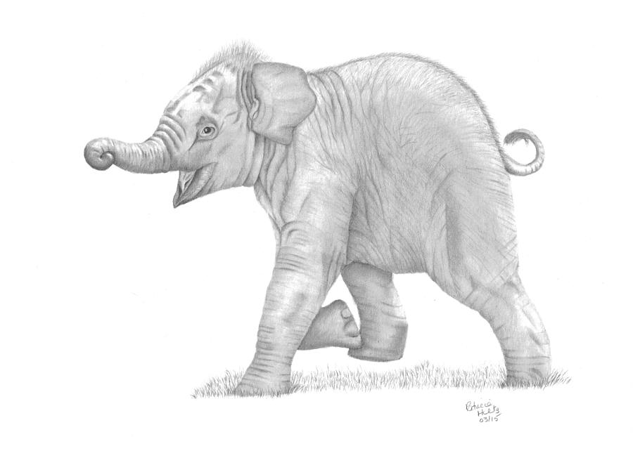 900x642 Baby Elephant Drawing - Baby Elephant Drawing