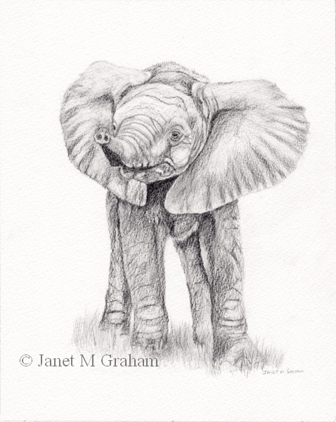 478x600 janet m graham's painting blog baby elephant drawing - Baby Elephant Drawing
