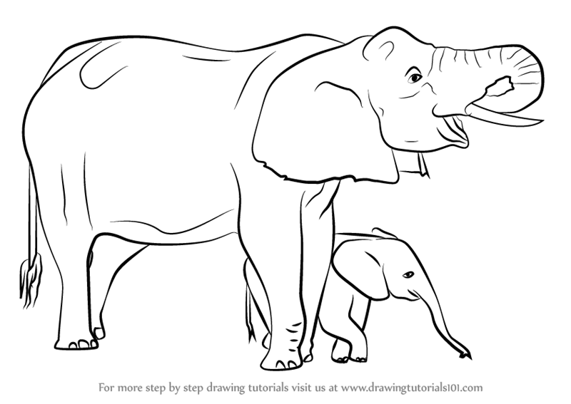 800x567 Learn How To Draw An Elephant Mother And Baby - Baby Elephant Drawing