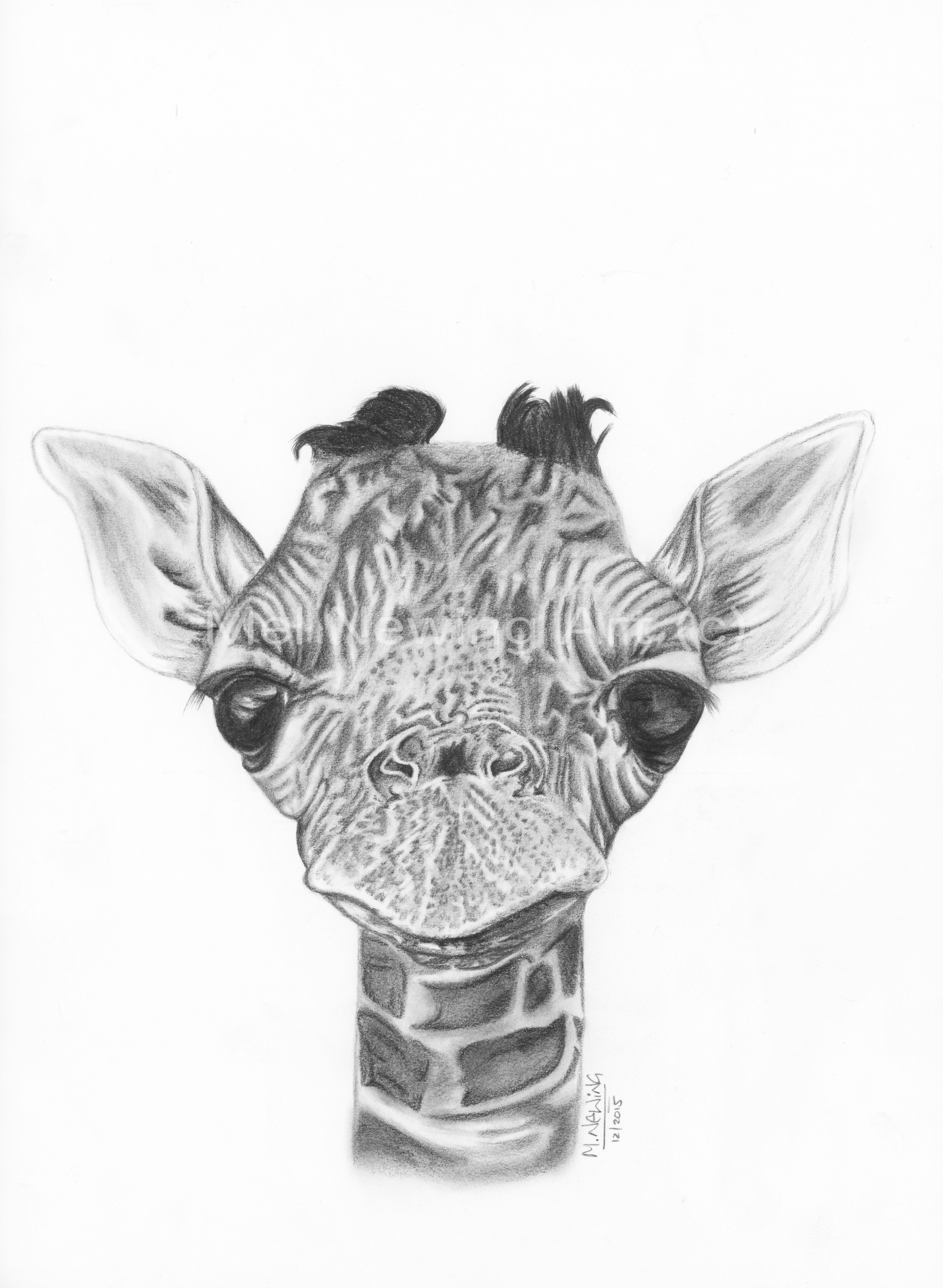 3432x4688 Baby Giraffe Drawing In Graphite Pencil - Baby Giraffe Drawing