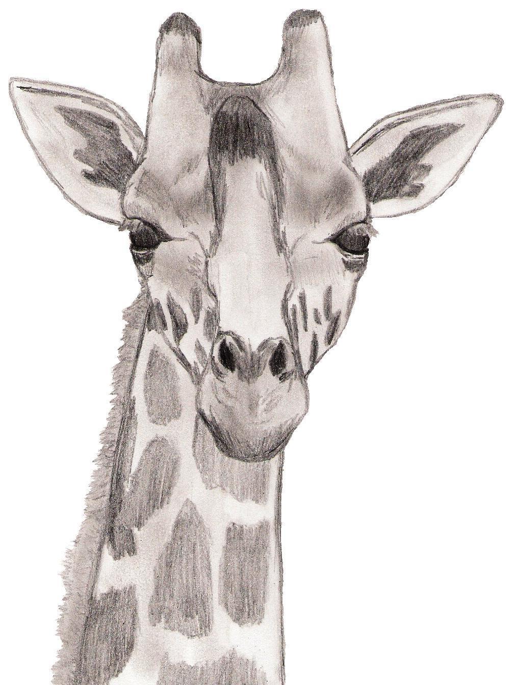 1012x1344 Drawing Images Baby Giraffe Hd Wallpaper And Background Photos - Baby Giraffe Drawing