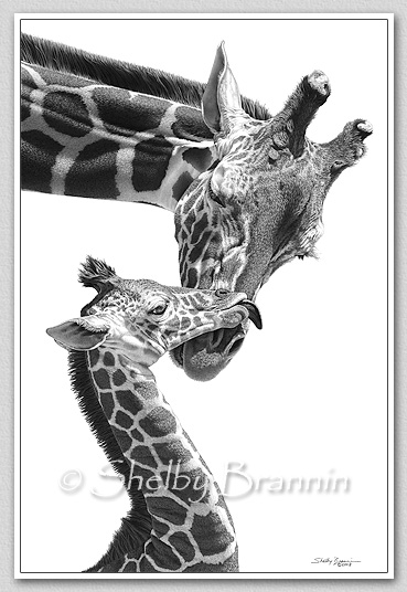 369x536 Giraffe Pencil Drawing Baby And Mom Fine Art - Baby Giraffe Drawing