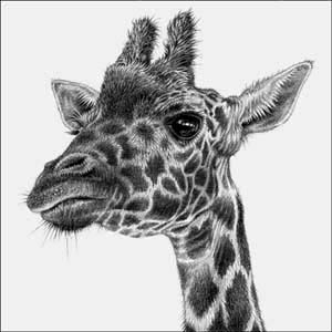 Baby Giraffe Drawing at PaintingValley.com | Explore collection of Baby ...