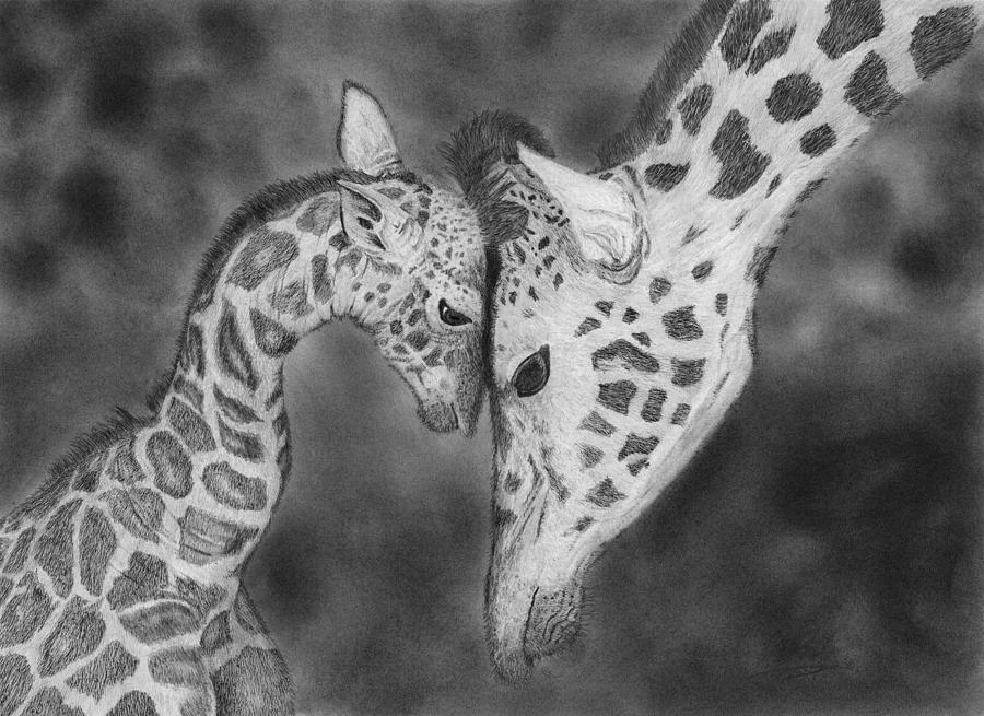 900x655 mother and baby giraffes drawing drawing - Baby Giraffe Drawing