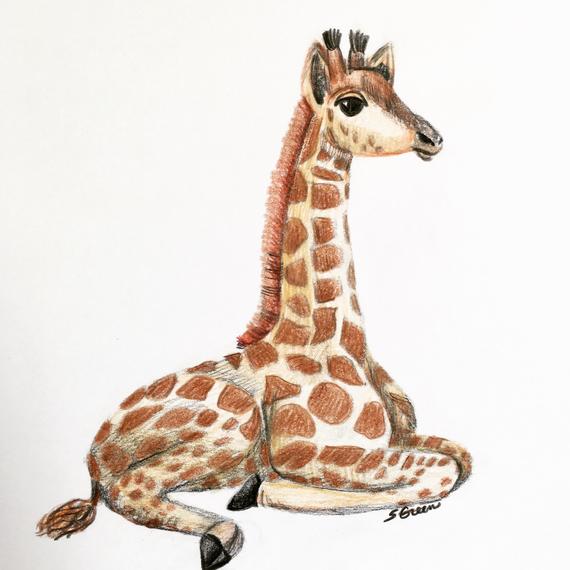 570x570 Original Colored Pencil Drawing Of Baby Giraffe Sitting Etsy - Baby Giraffe Drawing