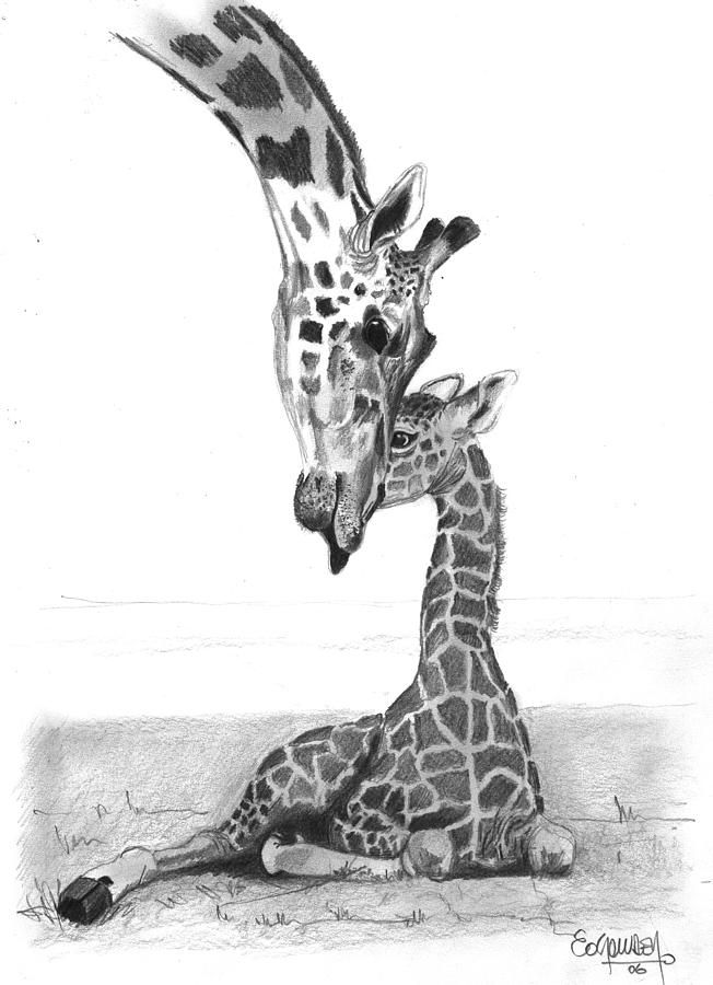 652x900 Jungle Anmals Pencil Drawings Mother Giraffe And The Baby - Baby Giraffe Drawing