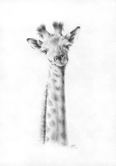 375x537 Baby Giraffe Drawing - Baby Giraffe Drawing