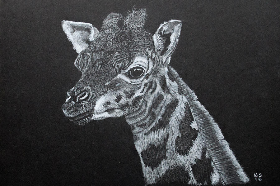 900x600 Baby Giraffe Drawing - Baby Giraffe Drawing