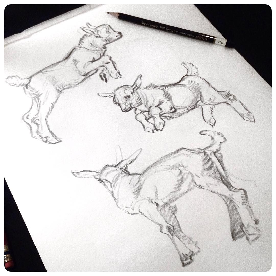 1080x1080 Baby Goat Sketches - Baby Goat Drawing