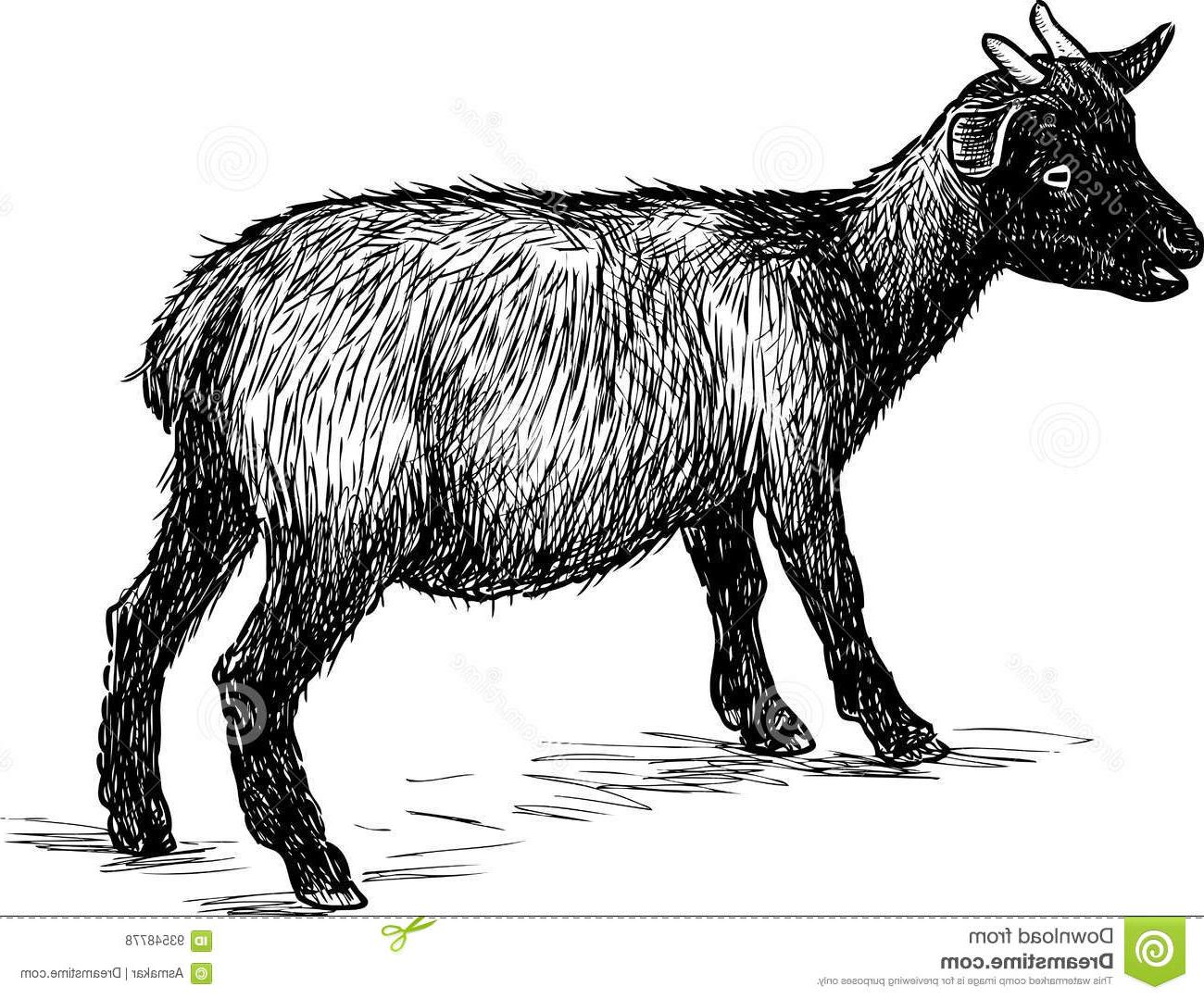 1300x1079 Best Hd Sketch Baby Goat Vector Drawing Small Black Images - Baby Goat Drawing
