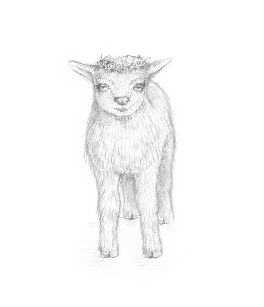 850x990 How To Draw A Goat Step - Baby Goat Drawing