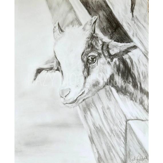 570x570 baby goat barnyard animals baby farm animals baby animals etsy - Baby Goat Drawing