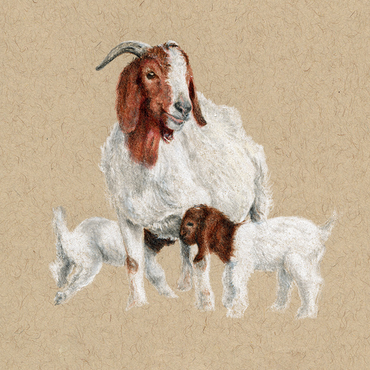 720x720 mama and baby goats rambillo marketplace - Baby Goat Drawing