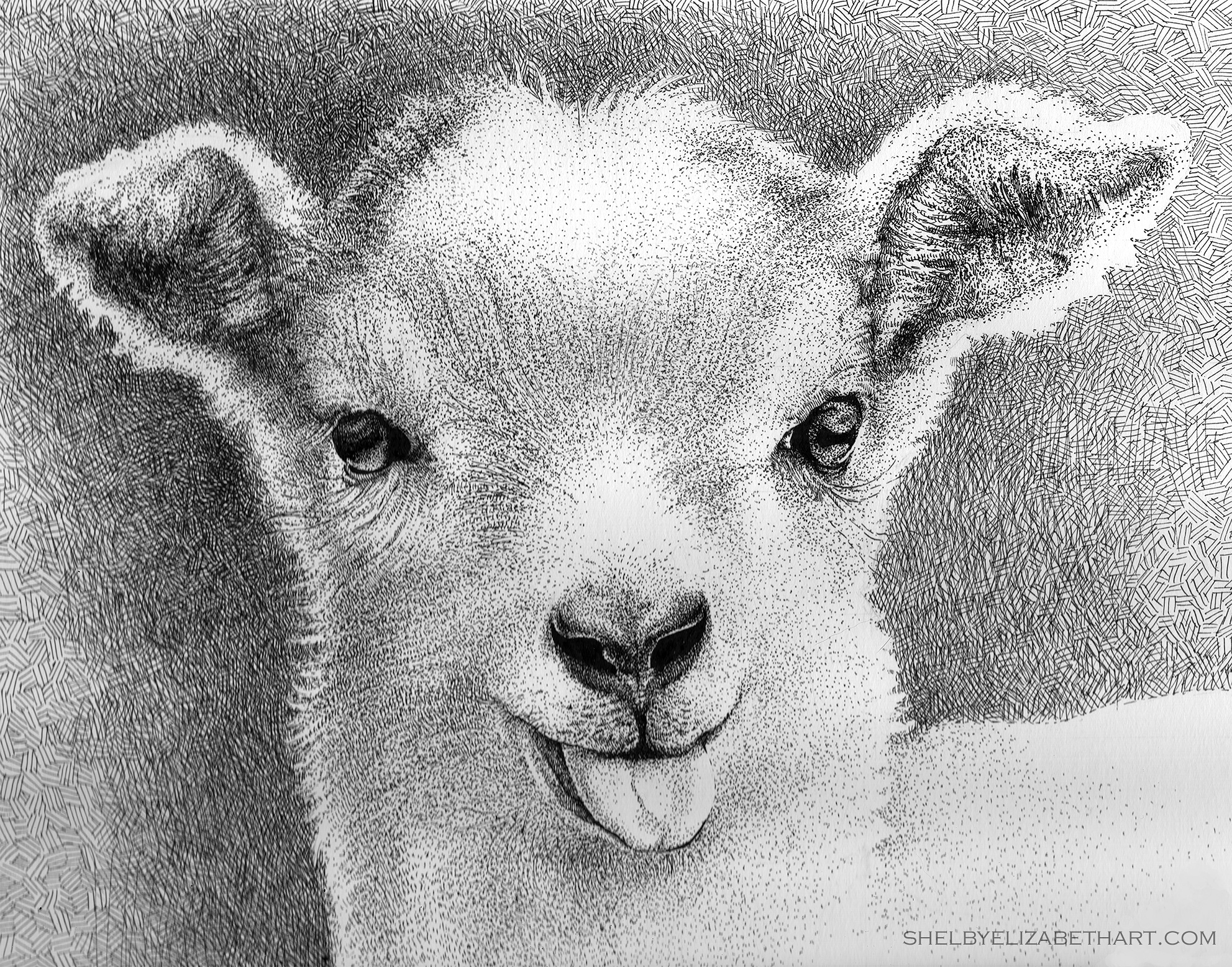 Baby Goat Drawing at Explore collection of Baby