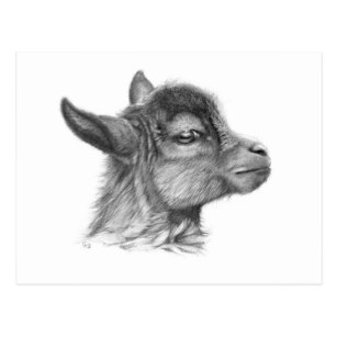 307x307 Baby Goat Drawing Gifts On Zazzle - Baby Goat Drawing