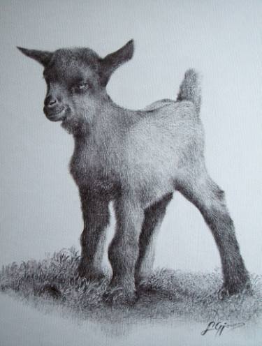 375x496 Baby Goat Drawing - Baby Goat Drawing