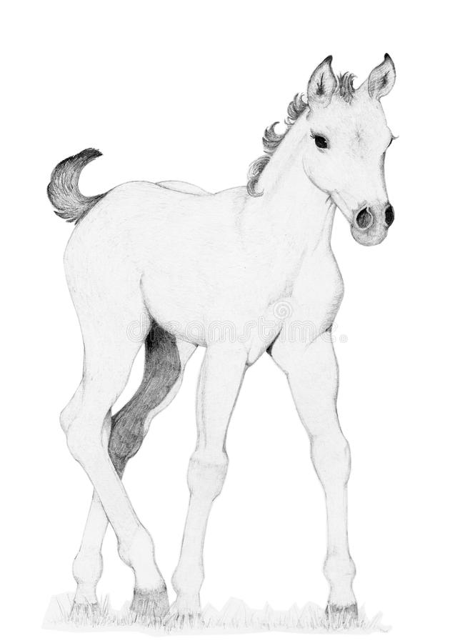 Baby Horse Drawing