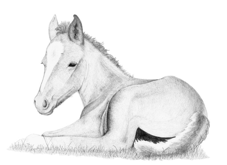 794x578 Baby Horse Digital Download Art Resting Foal Printable Etsy - Baby Horse Drawing