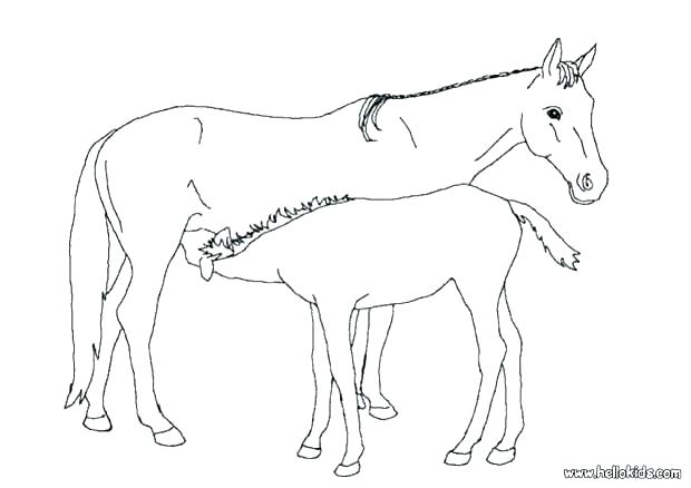 620x438 Cute Baby Horse Coloring Pages Colouring Of Horses Free Printable - Baby Horse Drawing
