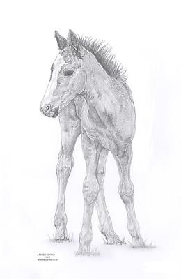 260x400 foal baby horse equine drawing art limited edition picture print - Baby Horse Drawing
