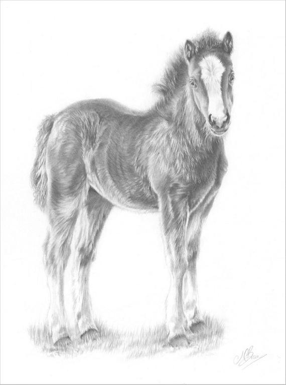 570x767 horse art print horse pencil drawing horse picture gift for etsy - Baby Horse Drawing