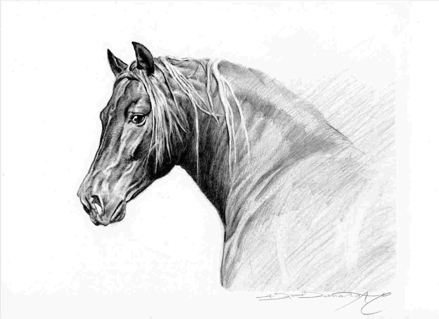 1501x1090 Horse Drawing Baby Horse Eating Grass Stock Illustration - Baby Horse Drawing