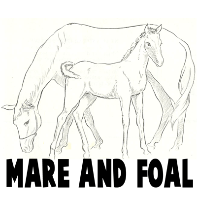 400x400 How To Draw Momma And Baby Horse - Baby Horse Drawing