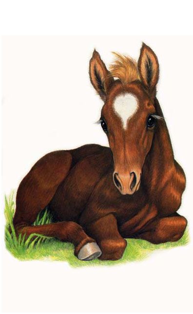 396x643 Baby Horse Lying Down - Baby Horse Drawing