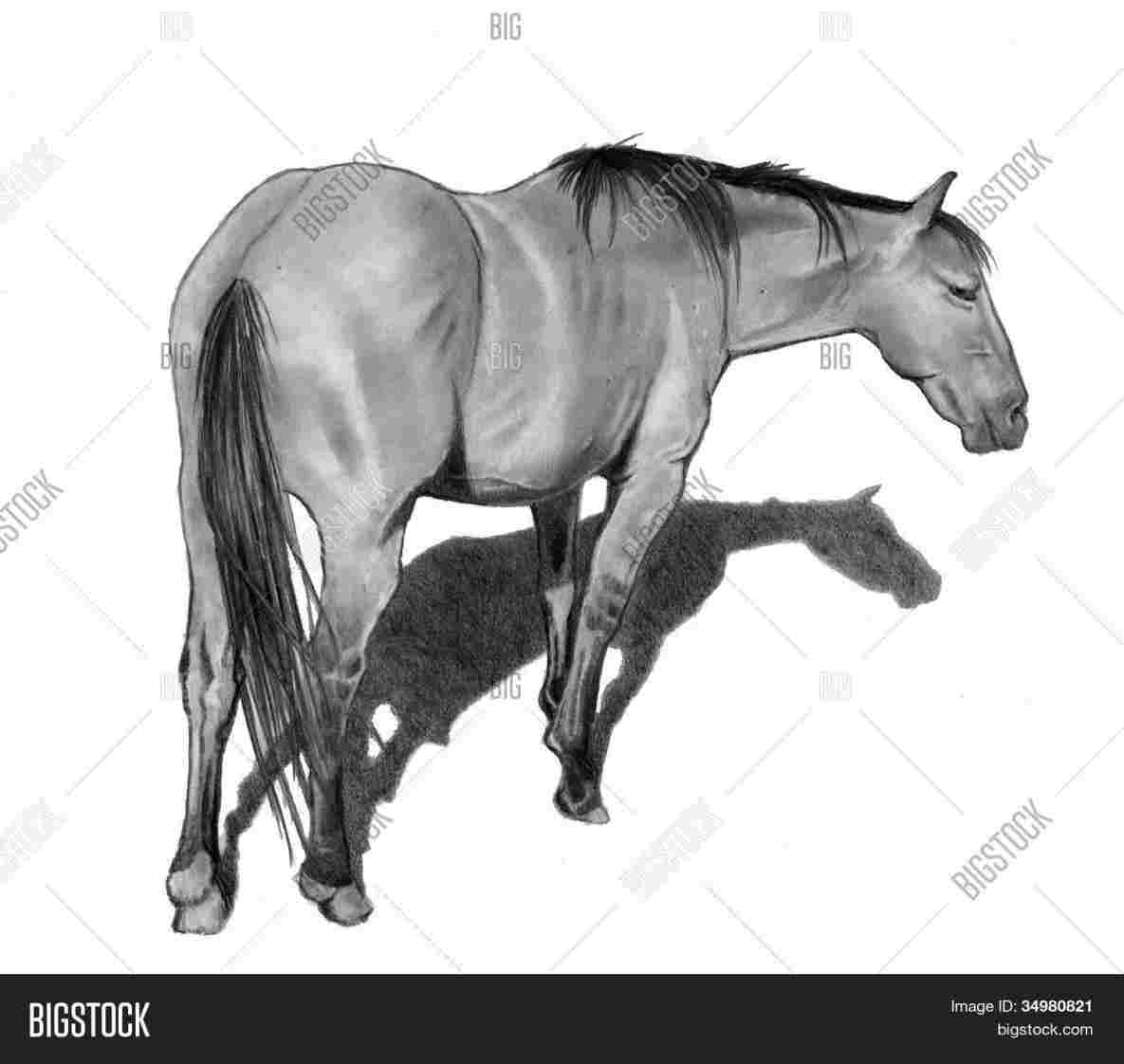1185x1122 illustration rhshutterstockcom pencil pencil drawing image - Baby Horse Drawing