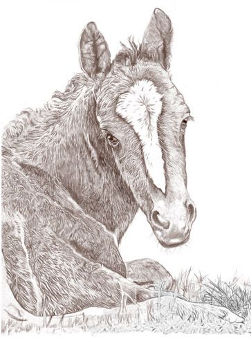 363x490 Baby Horse - Baby Horse Drawing