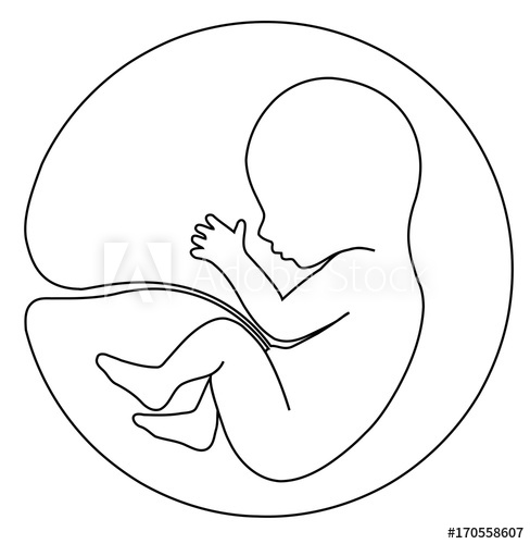 488x500 baby in womb - Baby In Womb Drawing