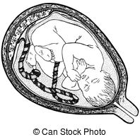 198x194 baby in womb illustrations and stock art baby in womb - Baby In Womb Drawing