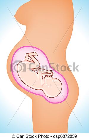 300x470 fetus in womb illustration of baby fetus in mother's womb - Baby In Womb Drawing