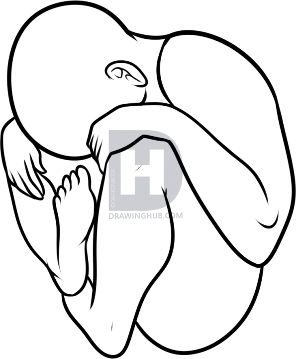 595x720 how to draw a fetus, step - Baby In Womb Drawing