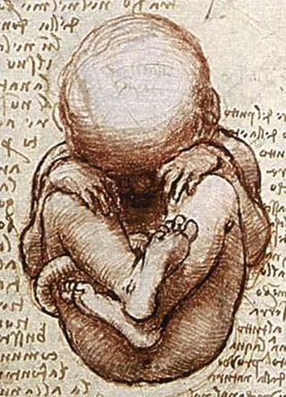 320x445 leonardo da vinci the first ever drawing of a fetus without - Baby In Womb Drawing