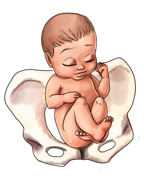 500x647 drawing child womb huge freebie! download for powerpoint - Baby In Womb Drawing