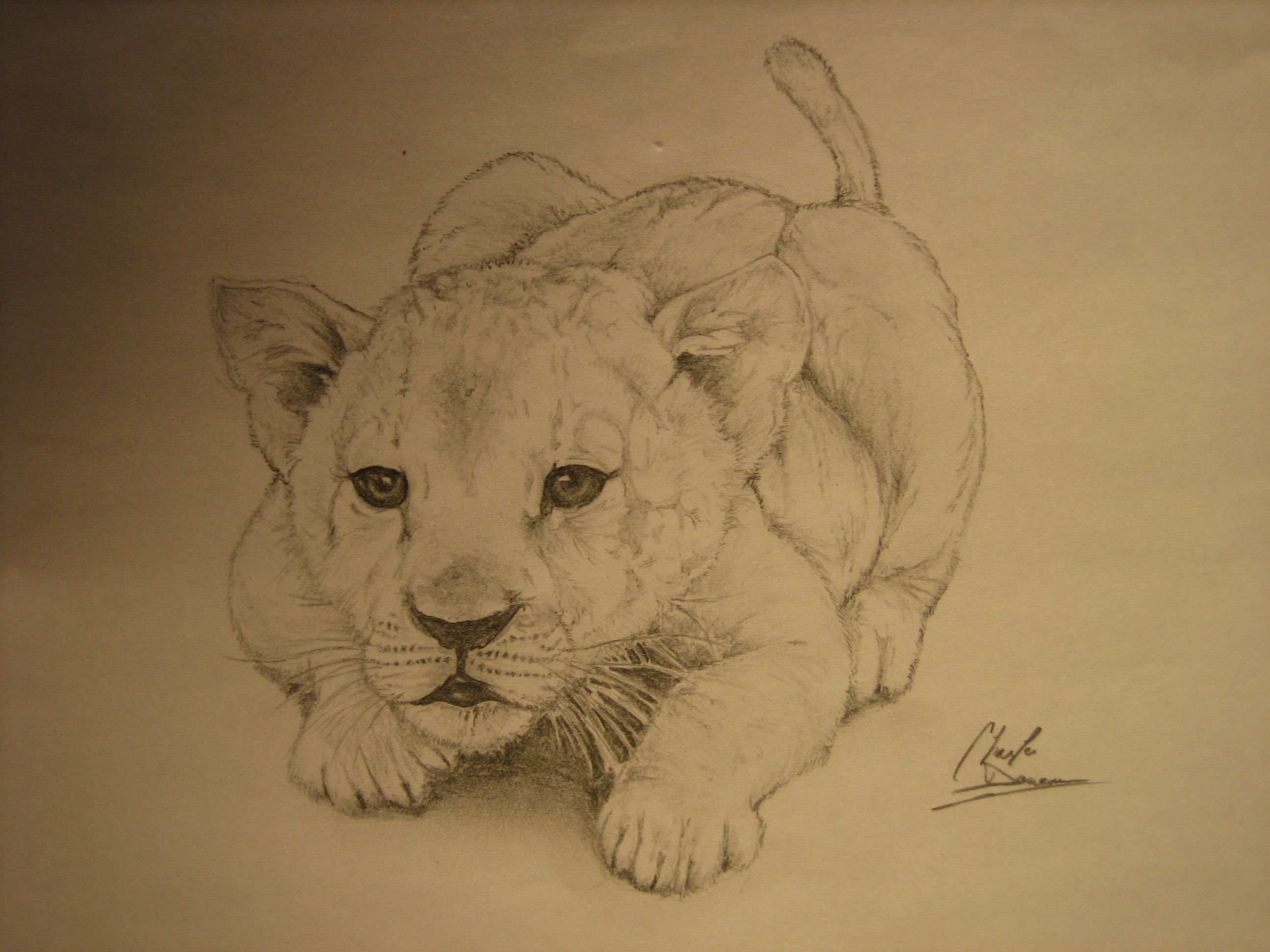 2592x1944 Little Baby Lion - Baby Lion Drawing