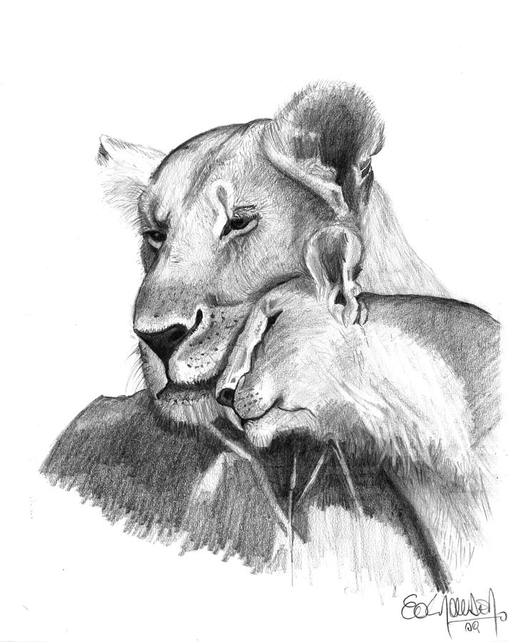 712x900 Mother And The Lion Baby Drawing - Baby Lion Drawing