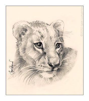 353x400 Cute Lion Cub Drawing - Baby Lion Drawing